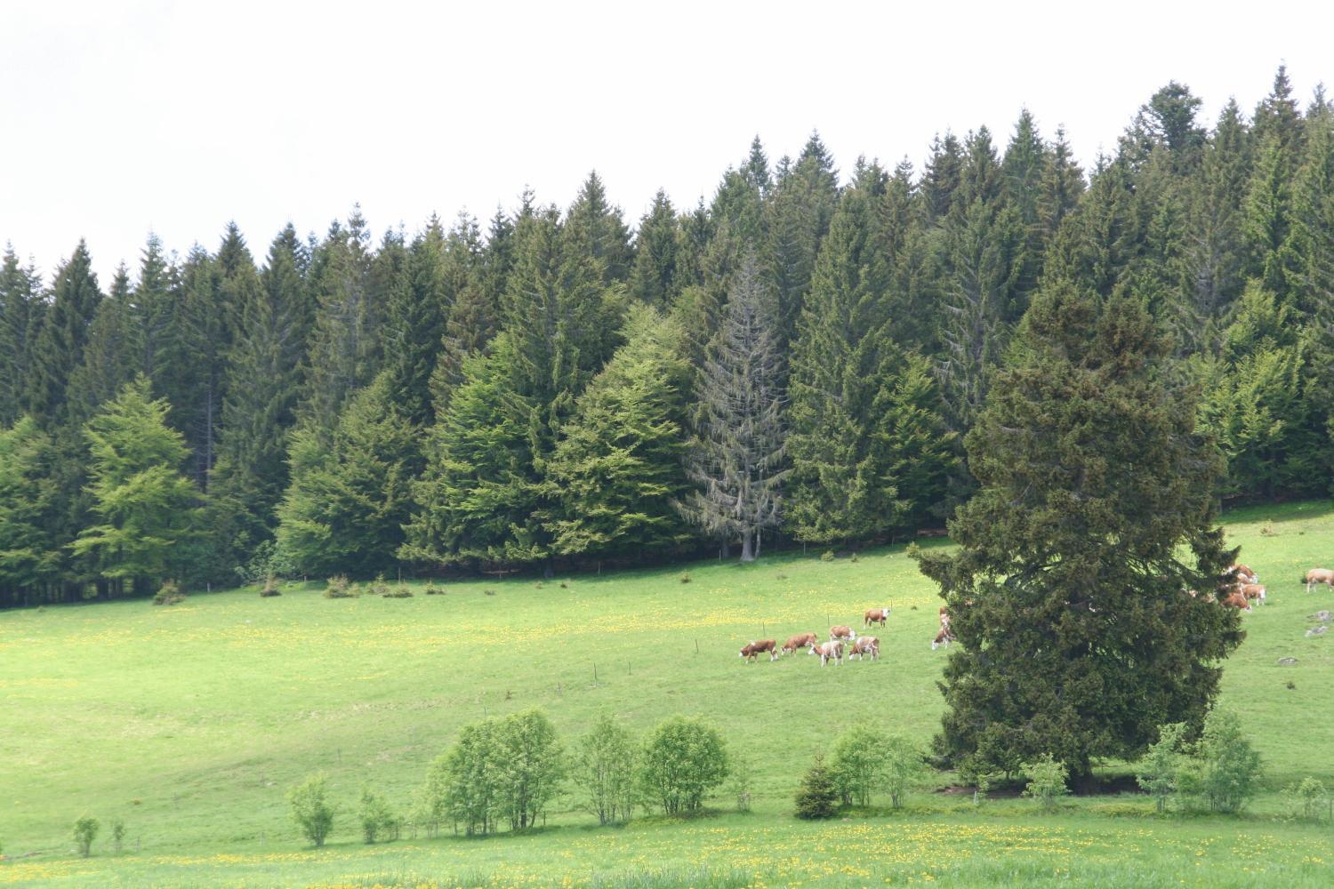 Hotel Gasthaus Hirschen Im Hochschwarzwald Todtnau Nahe Feldberg Экстерьер фото